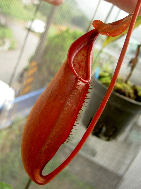 Nepenthes thorelii x densiflora